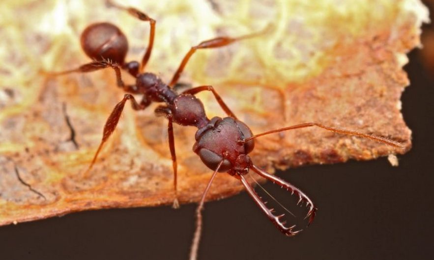 fourmis mandibule machoire piège