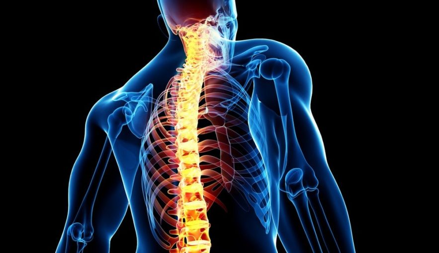 moelle epiniere medecine neurones