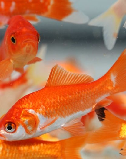 poissons rouge ethanol alcool production eau non oxygenée