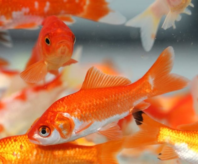 poissons rouge ethanol alcool production eau non oxygenée