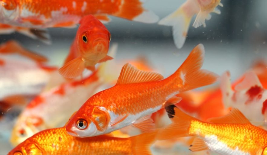 poissons rouge ethanol alcool production eau non oxygenée