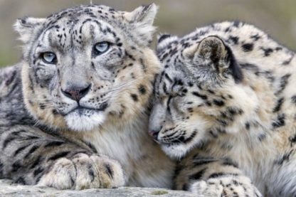 leopard des neiges espece menacee en voie de disparition