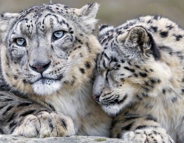 leopard des neiges espece menacee en voie de disparition