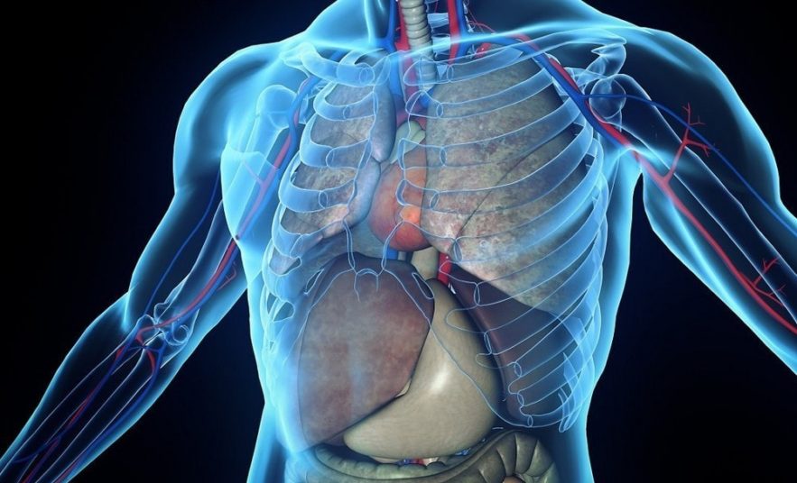 voir à travers le corps humain tissus corporels caméra technologie