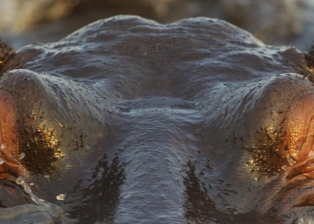 hippoppotame mort namibie maladie du charbon fièvre charbonneuse