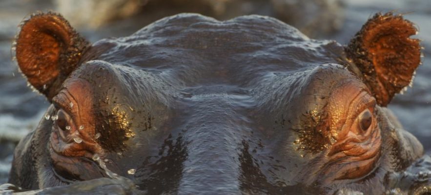hippoppotame mort namibie maladie du charbon fièvre charbonneuse