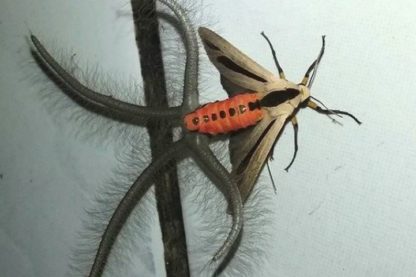 papillon nuit tentacules pheromones