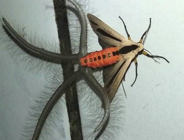 papillon nuit tentacules pheromones