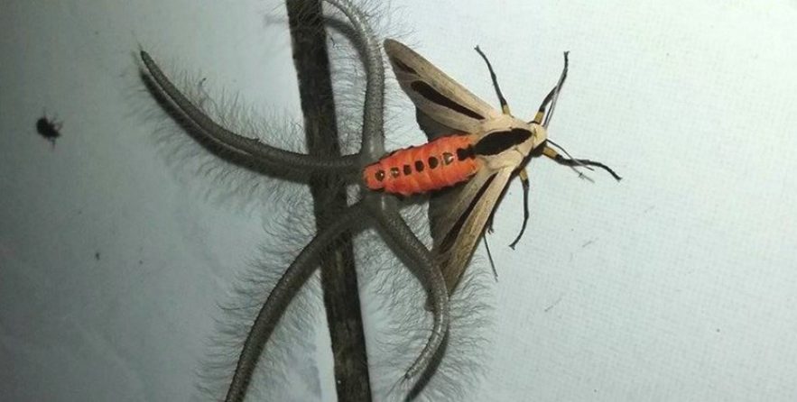 papillon nuit tentacules pheromones
