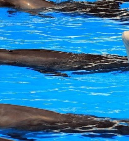 beluga dauphin communication inter espece sons