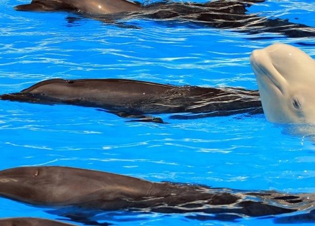beluga dauphin communication inter espece sons