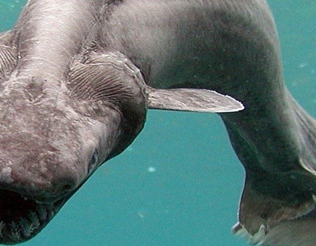 requin lezard créature fonds marins océan 300 dents