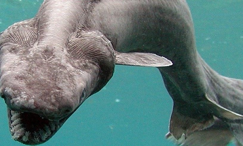 requin lezard créature fonds marins océan 300 dents
