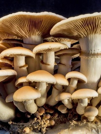 champignons atmosphere terrestre plantes