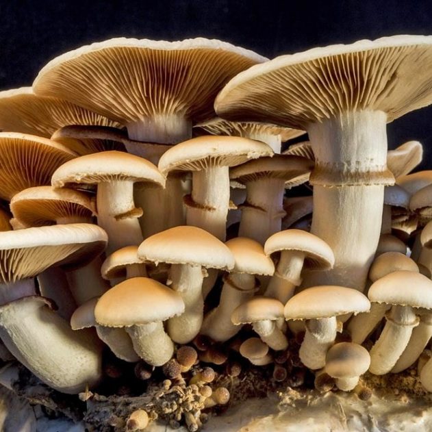 champignons atmosphere terrestre plantes
