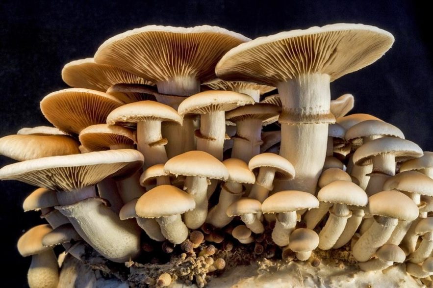 champignons atmosphere terrestre plantes