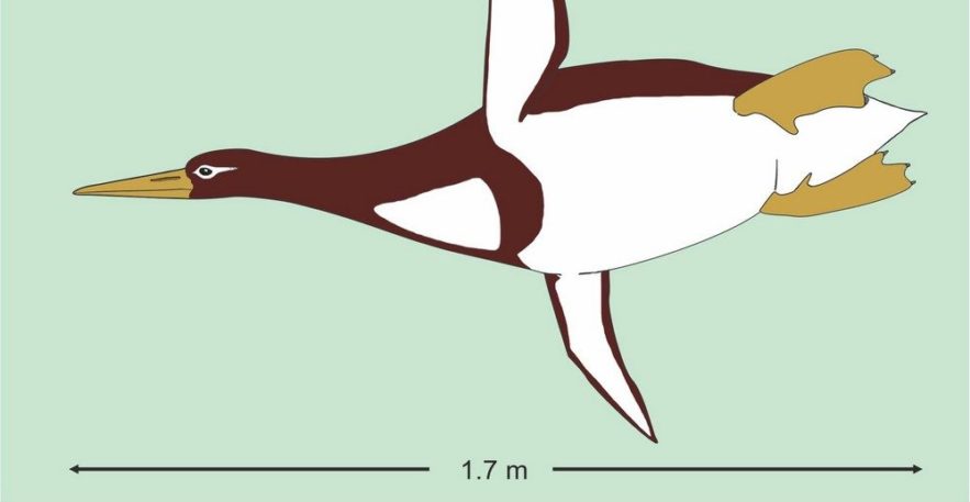 ancien pinguin manchot géant colossal paléocène nouvelle zélande ossements