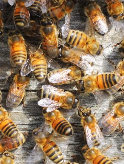 abeilles ruches environnement pollinisateurs