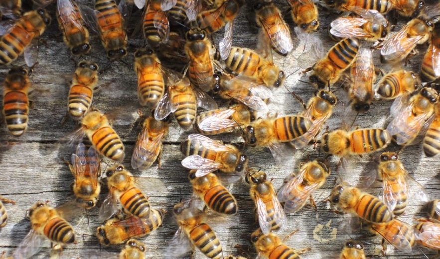 abeilles ruches environnement pollinisateurs