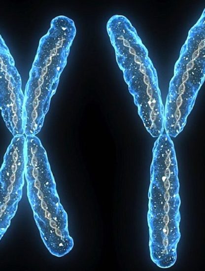 chromosomes chromosome x y disparition