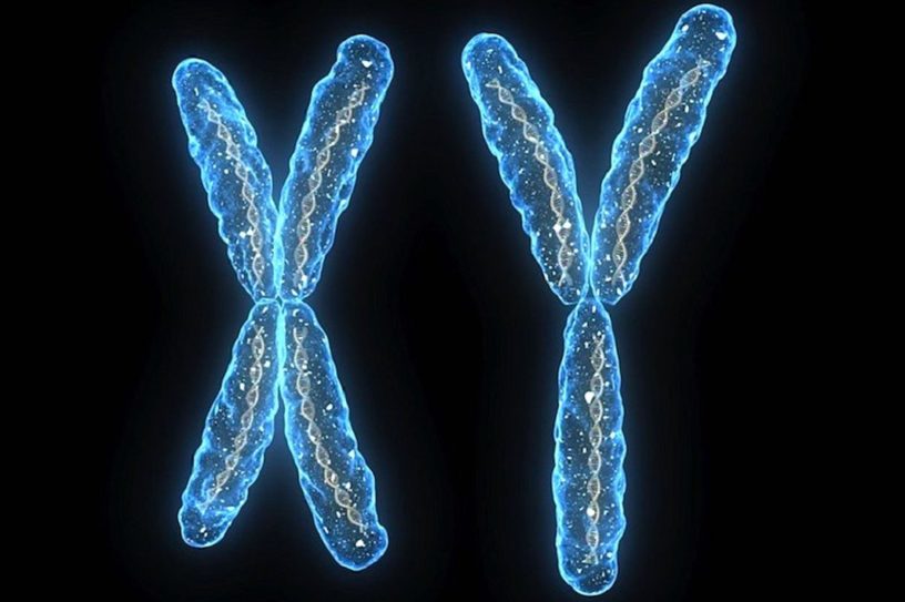 chromosomes chromosome x y disparition