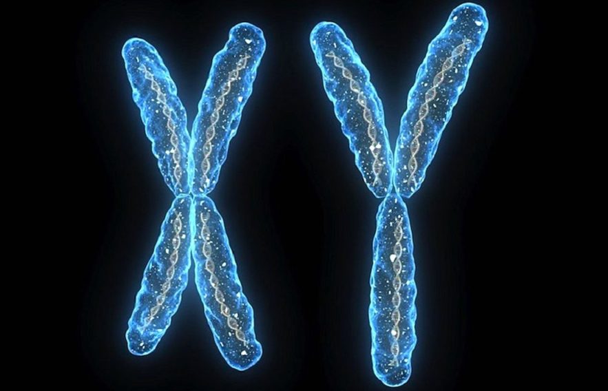 chromosomes chromosome x y disparition