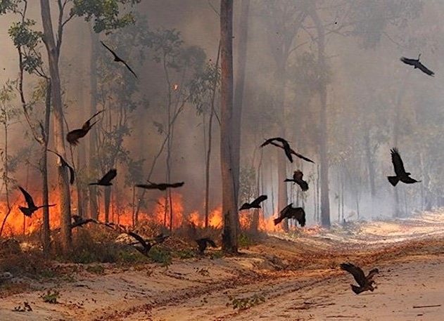 feu pyromane oiseau proie rapace incendie foret australie australienne