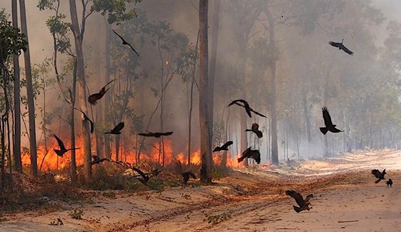 feu pyromane oiseau proie rapace incendie foret australie australienne