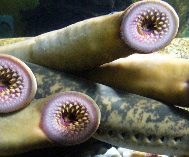 lamproie gene moelle epiniere guerison poisson humain paralysie