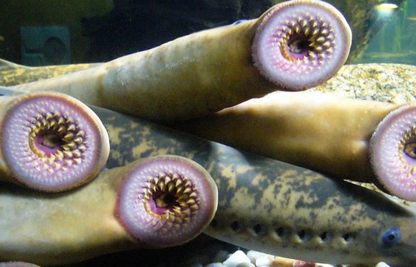 lamproie gene moelle epiniere guerison poisson humain paralysie