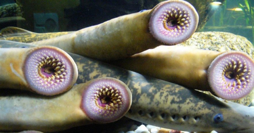 lamproie gene moelle epiniere guerison poisson humain paralysie