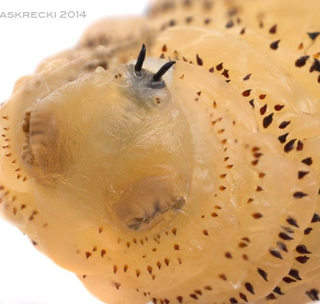 larve mandibule epines sous peau gestation