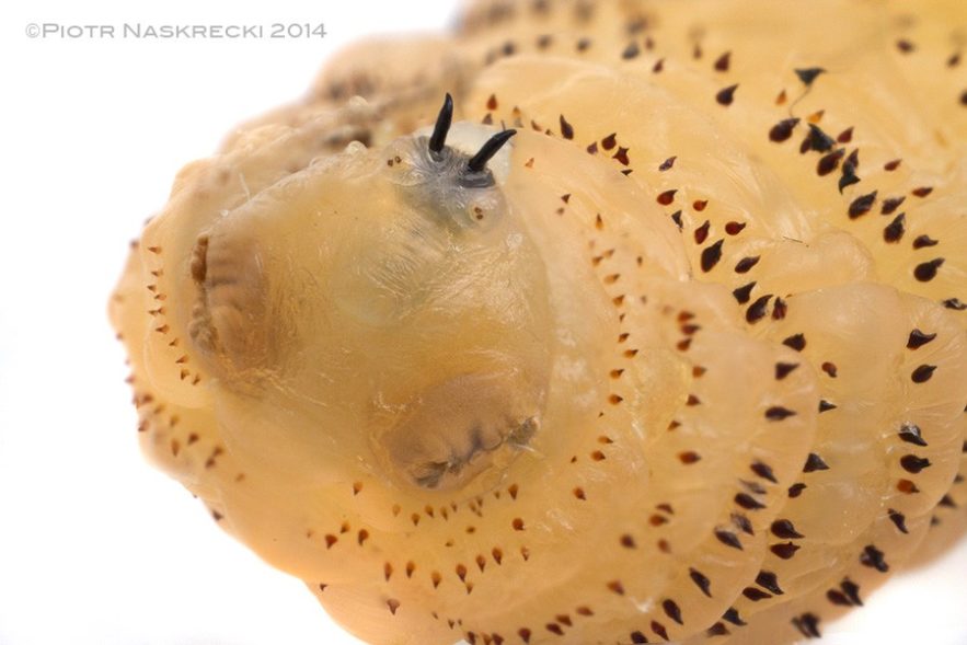 larve mandibule epines sous peau gestation