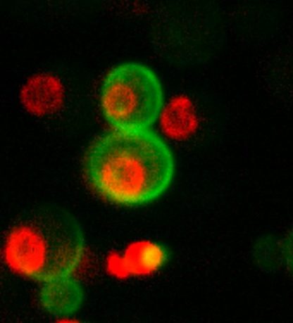 protéines cellules protéome levure 42 millions
