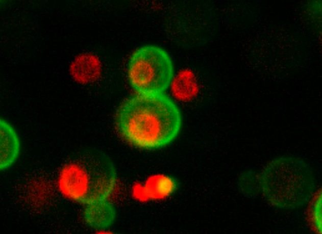 protéines cellules protéome levure 42 millions