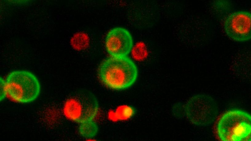 protéines cellules protéome levure 42 millions