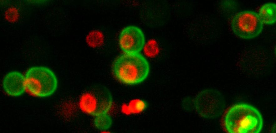 protéines cellules protéome levure 42 millions