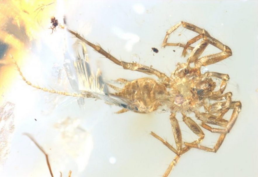araignée scorpion queue découverte ambre birmanie arachnide