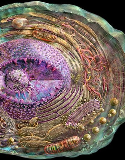 cellule crisp cas9 genes adn arn