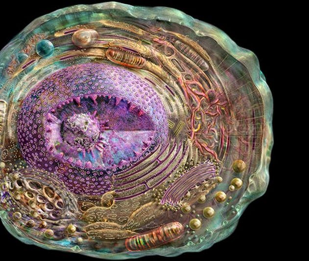 cellule crisp cas9 genes adn arn