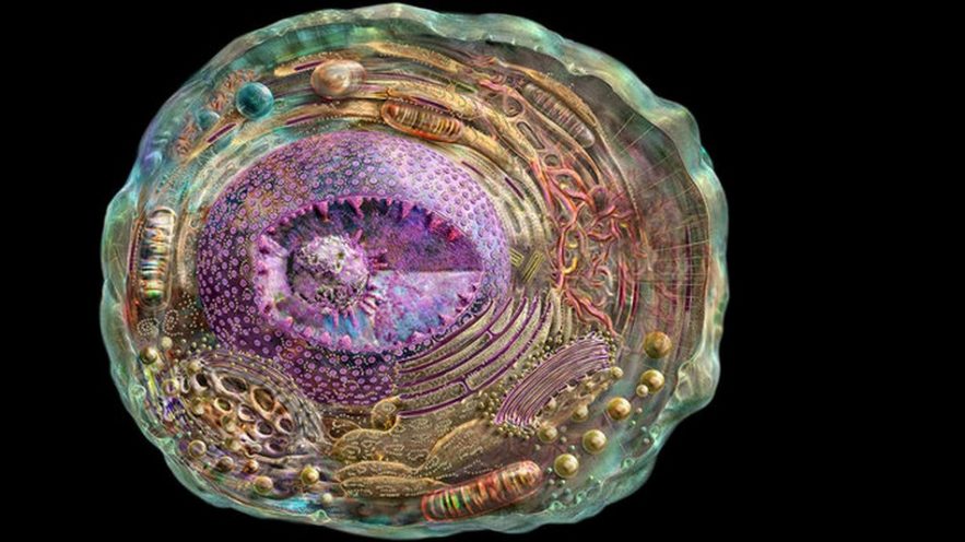 cellule crisp cas9 genes adn arn