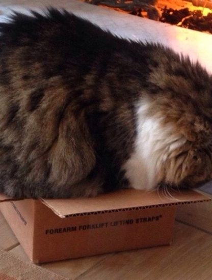chat chats boite refuge stress CSS