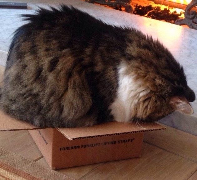 chat chats boite refuge stress CSS