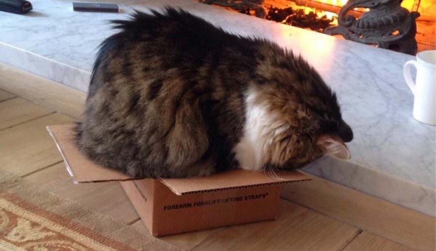 chat chats boite refuge stress CSS