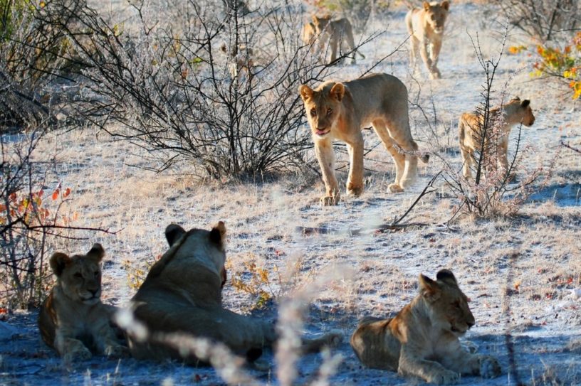 lion tribu afrique du sud braconnage