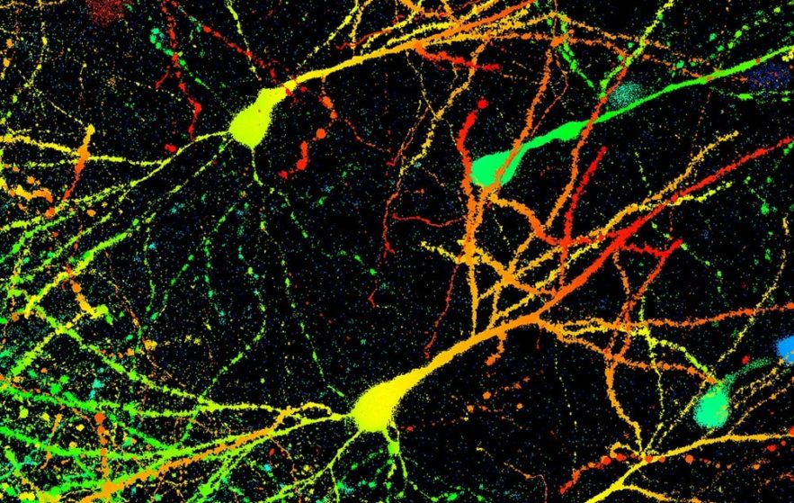 souris cerveau cellules neurones anxiete