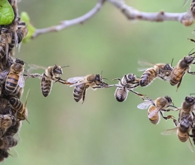 abeilles
