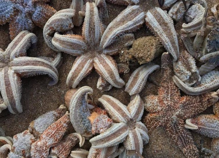 étoile de mer mollusque crabes vie marine marées basses températures extreme tempête vents échouage