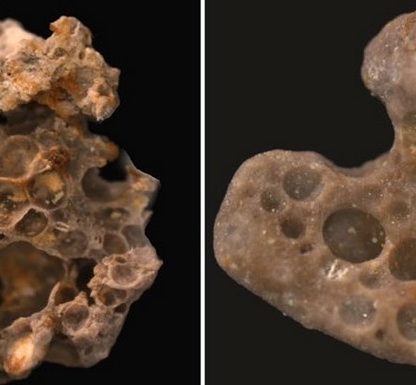 cyanobactérie fossile bacterie vie microbe biote oxygene