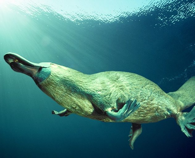 ornithorynque